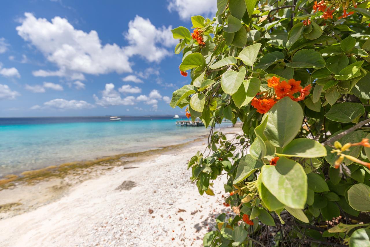 Blachi Koko Apartments Kralendijk na wyspie Bonaire Zewnętrze zdjęcie